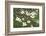 Spring, Dogwood Trees in Bloom-Richard T. Nowitz-Framed Photographic Print