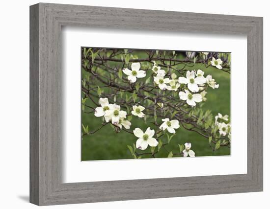 Spring, Dogwood Trees in Bloom-Richard T. Nowitz-Framed Photographic Print