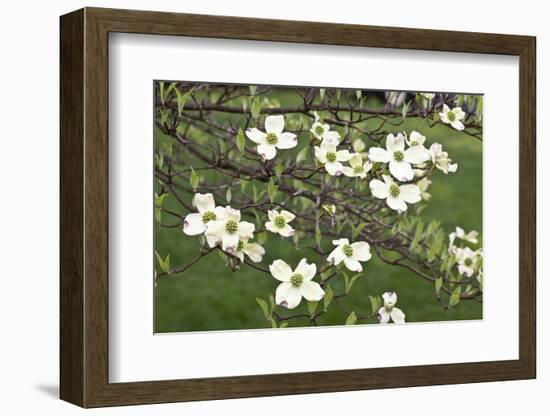 Spring, Dogwood Trees in Bloom-Richard T. Nowitz-Framed Photographic Print