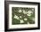 Spring, Dogwood Trees in Bloom-Richard T. Nowitz-Framed Photographic Print