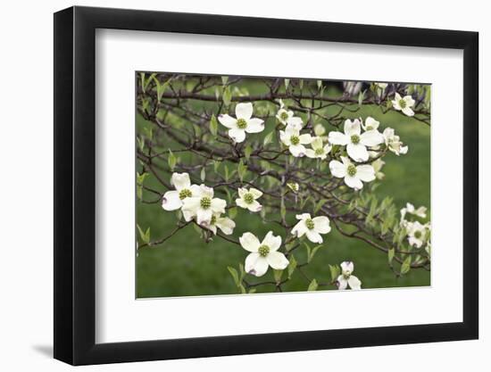 Spring, Dogwood Trees in Bloom-Richard T. Nowitz-Framed Photographic Print