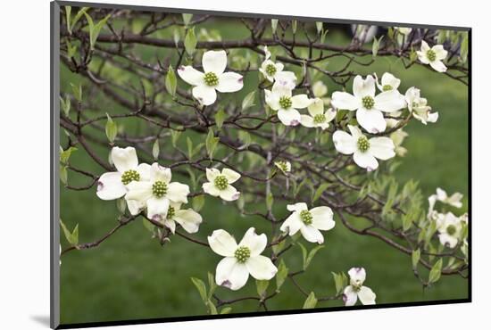 Spring, Dogwood Trees in Bloom-Richard T. Nowitz-Mounted Photographic Print