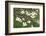 Spring, Dogwood Trees in Bloom-Richard T. Nowitz-Framed Photographic Print