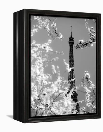 Spring Eiffel BW-Tracey Telik-Framed Premier Image Canvas