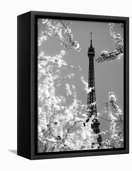 Spring Eiffel BW-Tracey Telik-Framed Premier Image Canvas