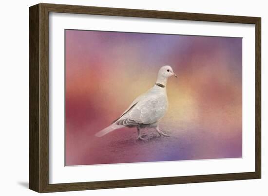 Spring Eurasian Collared Dove-Jai Johnson-Framed Giclee Print