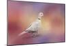 Spring Eurasian Collared Dove-Jai Johnson-Mounted Giclee Print