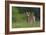 Spring Fawn-Nick Kalathas-Framed Giclee Print