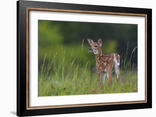 Spring Fawn-Nick Kalathas-Framed Giclee Print