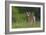 Spring Fawn-Nick Kalathas-Framed Giclee Print