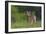 Spring Fawn-Nick Kalathas-Framed Giclee Print