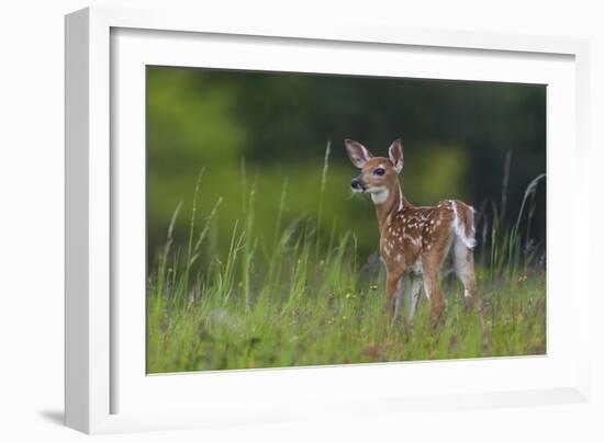 Spring Fawn-Nick Kalathas-Framed Giclee Print