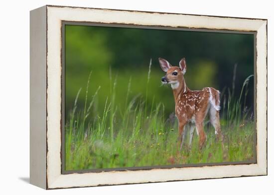 Spring Fawn-Nick Kalathas-Framed Premier Image Canvas