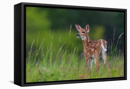 Spring Fawn-Nick Kalathas-Framed Premier Image Canvas