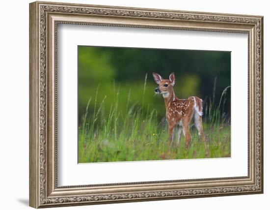 Spring Fawn-Nick Kalathas-Framed Photographic Print