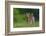 Spring Fawn-Nick Kalathas-Framed Photographic Print