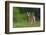 Spring Fawn-Nick Kalathas-Framed Photographic Print