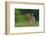 Spring Fawn-Nick Kalathas-Framed Photographic Print