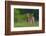 Spring Fawn-Nick Kalathas-Framed Photographic Print