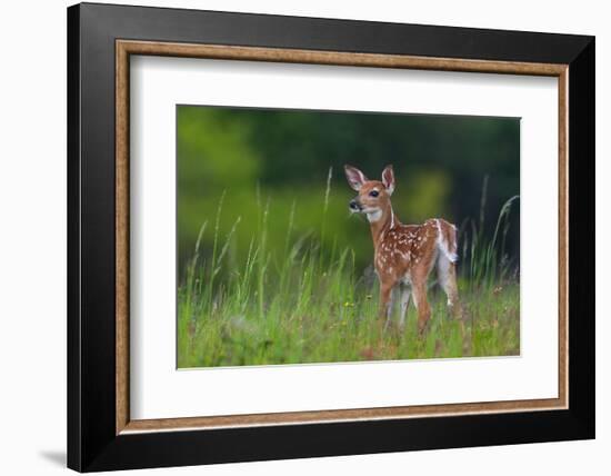 Spring Fawn-Nick Kalathas-Framed Photographic Print