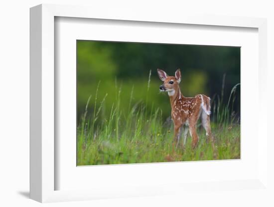 Spring Fawn-Nick Kalathas-Framed Photographic Print