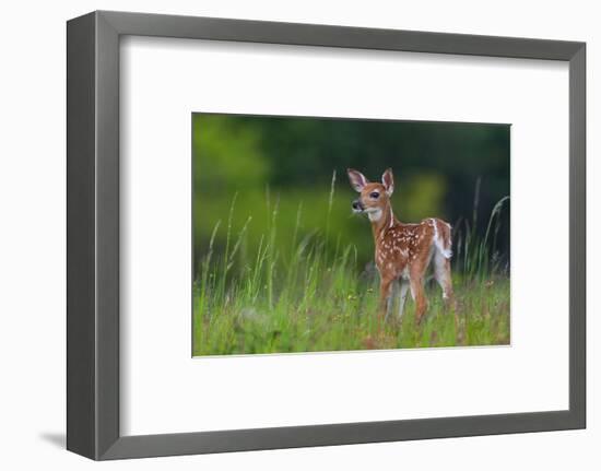 Spring Fawn-Nick Kalathas-Framed Photographic Print