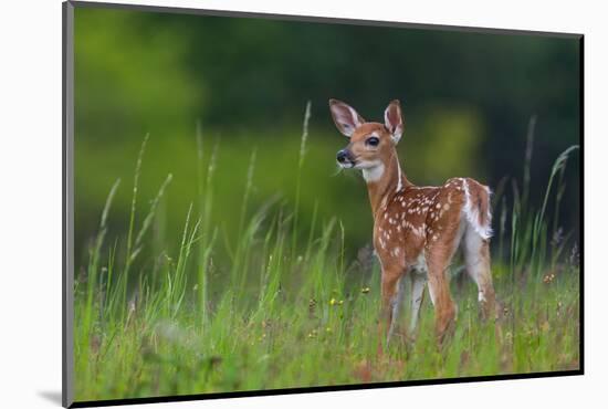 Spring Fawn-Nick Kalathas-Mounted Photographic Print