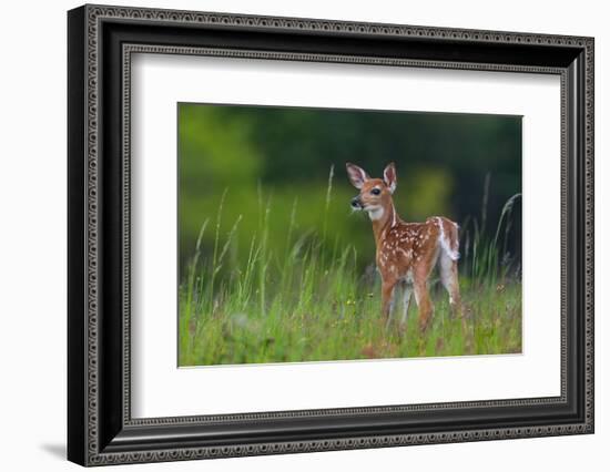 Spring Fawn-Nick Kalathas-Framed Photographic Print