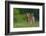 Spring Fawn-Nick Kalathas-Framed Photographic Print