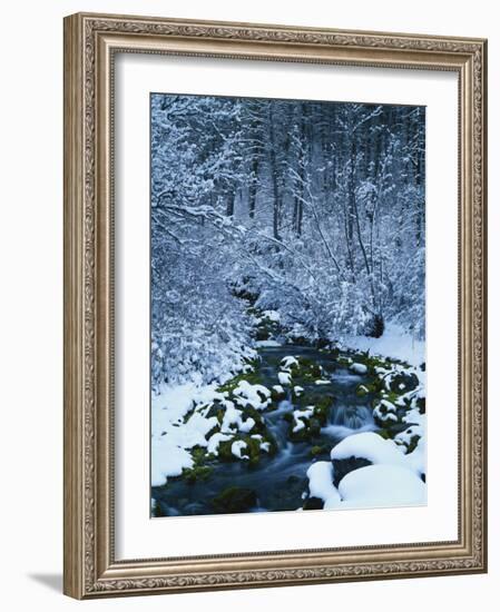 Spring-Fed Creek in Winter, Wasatch-Catch National Forest, Utah, USA-Scott T^ Smith-Framed Photographic Print