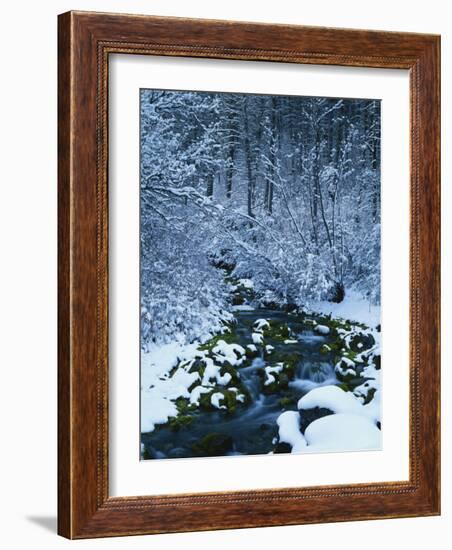 Spring-Fed Creek in Winter, Wasatch-Catch National Forest, Utah, USA-Scott T^ Smith-Framed Photographic Print