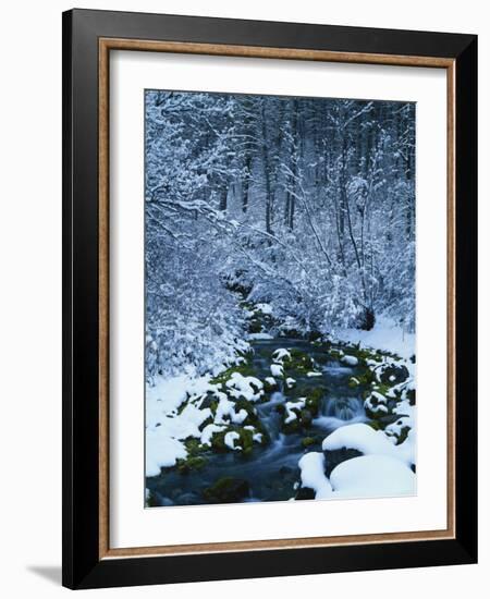 Spring-Fed Creek in Winter, Wasatch-Catch National Forest, Utah, USA-Scott T^ Smith-Framed Photographic Print