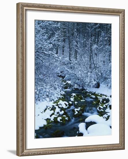 Spring-Fed Creek in Winter, Wasatch-Catch National Forest, Utah, USA-Scott T^ Smith-Framed Photographic Print