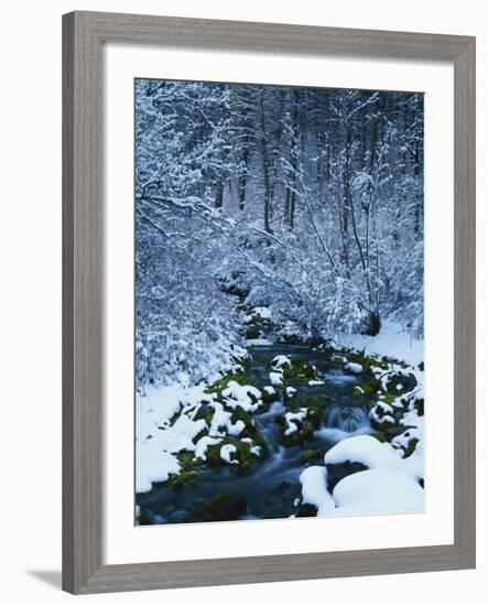 Spring-Fed Creek in Winter, Wasatch-Catch National Forest, Utah, USA-Scott T^ Smith-Framed Photographic Print