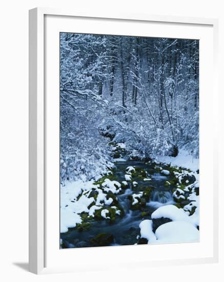 Spring-Fed Creek in Winter, Wasatch-Catch National Forest, Utah, USA-Scott T^ Smith-Framed Photographic Print