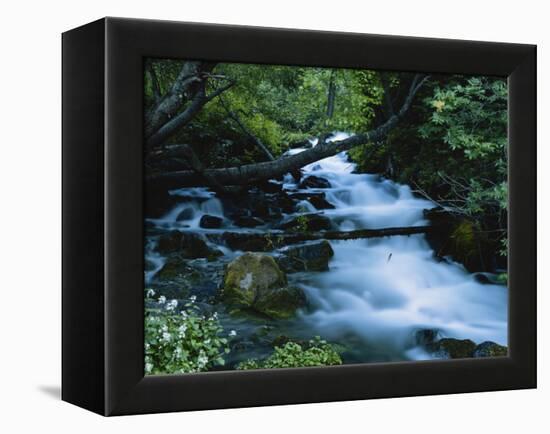 Spring-Fed Stream in Spring Hollow, Wasatch-Cache National Forest, Utah, USA-Scott T. Smith-Framed Premier Image Canvas