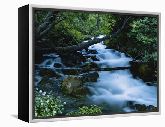 Spring-Fed Stream in Spring Hollow, Wasatch-Cache National Forest, Utah, USA-Scott T. Smith-Framed Premier Image Canvas