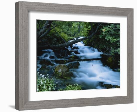 Spring-Fed Stream in Spring Hollow, Wasatch-Cache National Forest, Utah, USA-Scott T. Smith-Framed Photographic Print