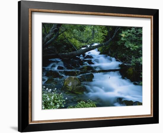 Spring-Fed Stream in Spring Hollow, Wasatch-Cache National Forest, Utah, USA-Scott T. Smith-Framed Photographic Print