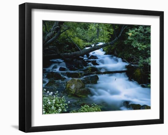 Spring-Fed Stream in Spring Hollow, Wasatch-Cache National Forest, Utah, USA-Scott T. Smith-Framed Photographic Print