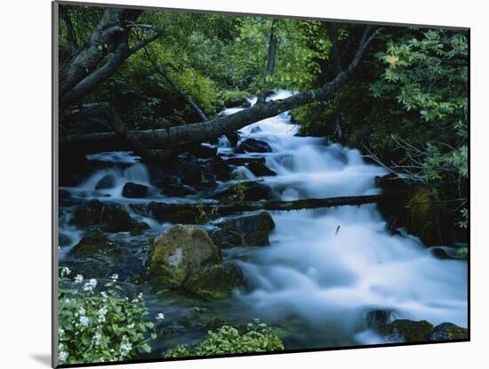 Spring-Fed Stream in Spring Hollow, Wasatch-Cache National Forest, Utah, USA-Scott T. Smith-Mounted Photographic Print