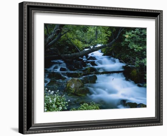 Spring-Fed Stream in Spring Hollow, Wasatch-Cache National Forest, Utah, USA-Scott T. Smith-Framed Photographic Print