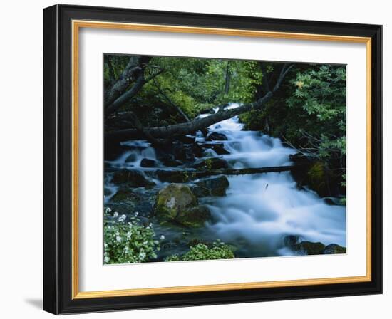 Spring-Fed Stream in Spring Hollow, Wasatch-Cache National Forest, Utah, USA-Scott T. Smith-Framed Photographic Print