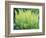 Spring Fern-Christopher Ryland-Framed Giclee Print