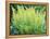 Spring Fern-Christopher Ryland-Framed Premier Image Canvas