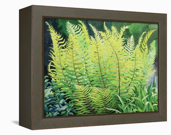 Spring Fern-Christopher Ryland-Framed Premier Image Canvas