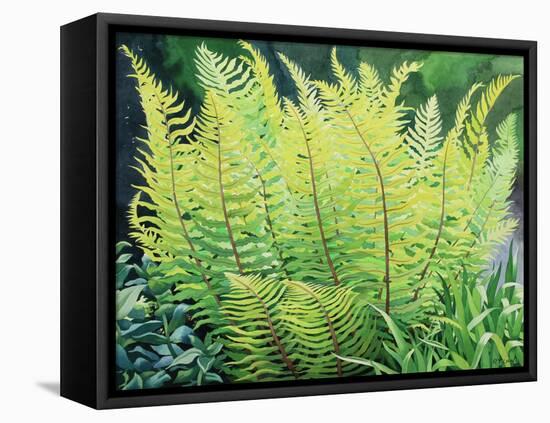 Spring Fern-Christopher Ryland-Framed Premier Image Canvas