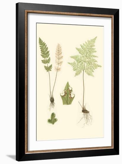 Spring Ferns IV-J.h. Emerton-Framed Art Print