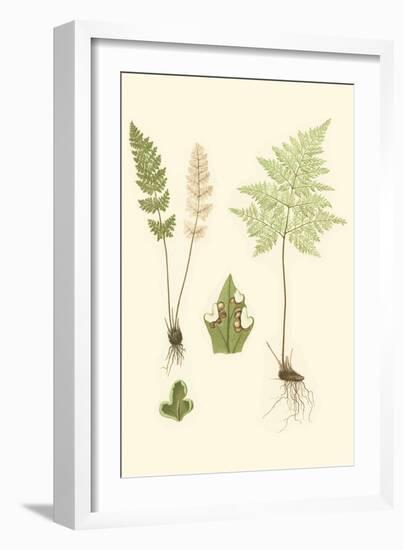 Spring Ferns IV-J.h. Emerton-Framed Art Print