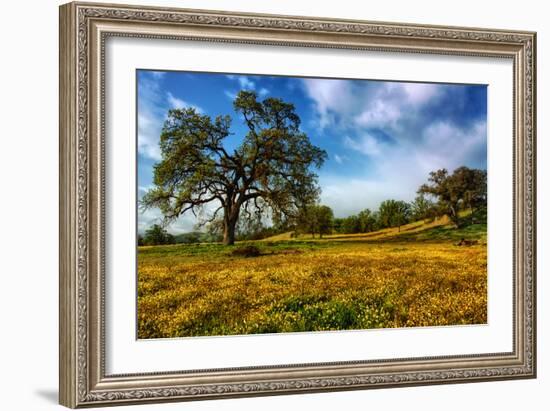 Spring Field & Tree Central California Wildflowers Oak Tree-Vincent James-Framed Photographic Print